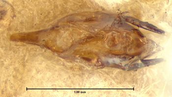 Media type: image;   Entomology 7309 Aspect: genitalia
